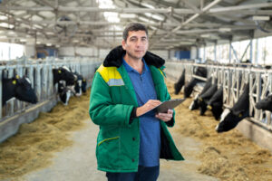 A male dairy farmer in planning a dairy barn upgrade and cows in a barn on a dairy farm