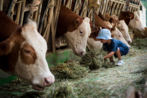 a kid feeding cows in a barn