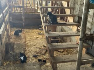 cats in a barn